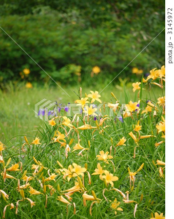 ワタスゲ湿原のニッコウキスゲの群生 3145972