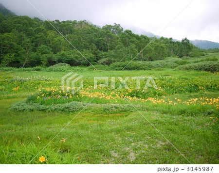 ワタスゲ湿原のニッコウキスゲ 3145987
