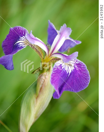 ヒオウギアヤメ ヒオウギアヤメ 3145992