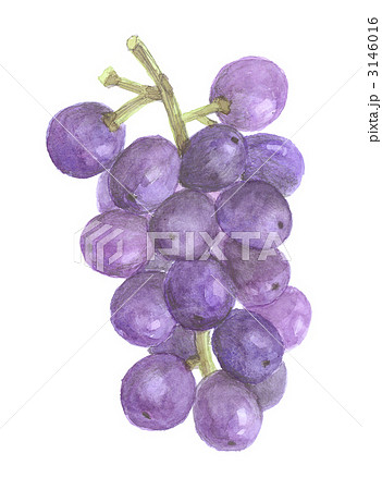 巨峰 葡萄 巨峰 葡萄 3146016