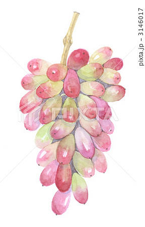 マニキュアフィンガー　葡萄 3146017