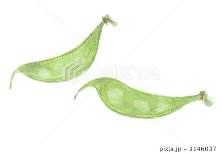 つるまめ　加賀野菜 3146037