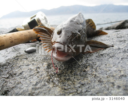 ルアーフィッシング釣果（アイナメ） 3146040