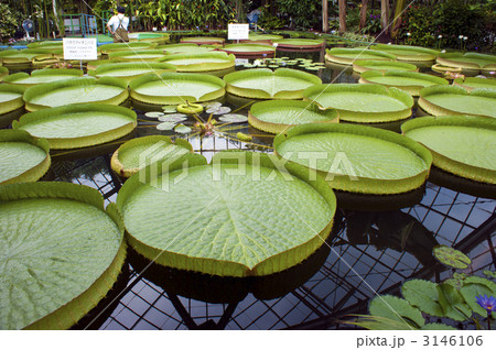 オオオニバス オオオニバス 3146106