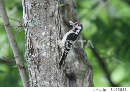コアカゲラ 3146881