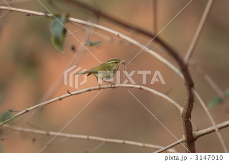 カントンオジロムシクイ 3147010