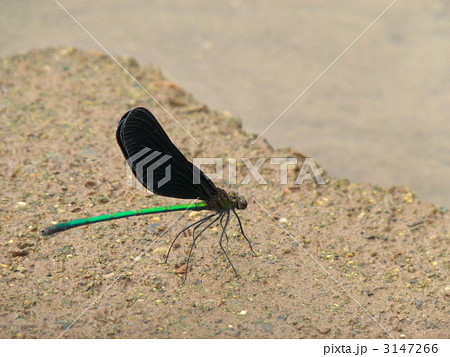 ハグロトンボ 3147266