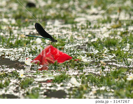 ハグロトンボ 3147267