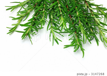 ローズマリー 3147268