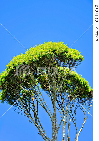 沖縄やんばるの樹木 ブロッコリー状の樹冠をもつ広葉樹イタジイの写真素材
