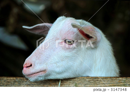 ヤギ ヤギ 3147348