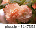球根ペゴニア(ピコティ) 3147358