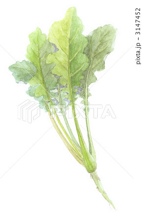 大和まな 大和の伝統野菜のイラスト素材
