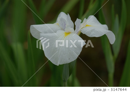 花菖蒲 山路の露 花菖蒲 山路の露 3147644