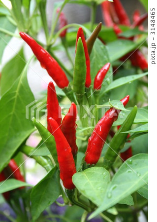 トウガラシ 012 トウガラシ 012 3148465