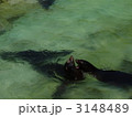 カリフォルニアアシカ 3148489