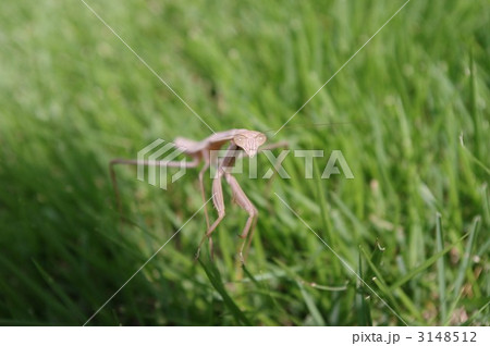 カマキリ カマキリ 3148512