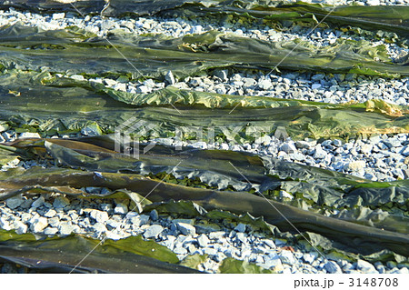 函館港の昆布干し 函館港の昆布干し 3148708