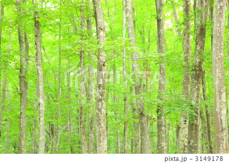 美人林 美人林 3149178