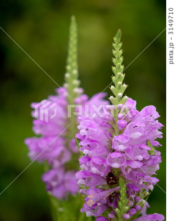 花虎の尾 花虎の尾 3149710