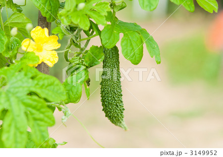 ゴーヤとゴーヤの花 ゴーヤとゴーヤの花 3149952