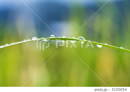 葉っぱの水滴 3150054