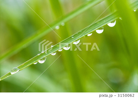 葉っぱの水滴 3150062