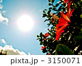 ハイビスカスと太陽 3150071