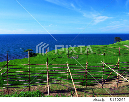 白米千枚田の稲架 3150265