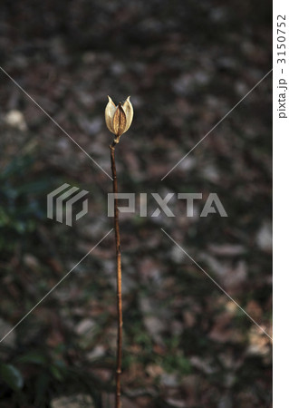 枯れたユリ 枯れたユリ 3150752