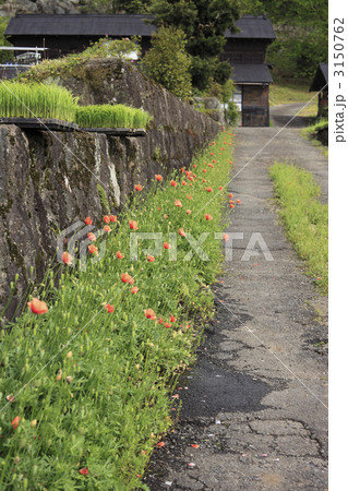 花のある道 3150762