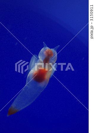 クリオネ 3150911