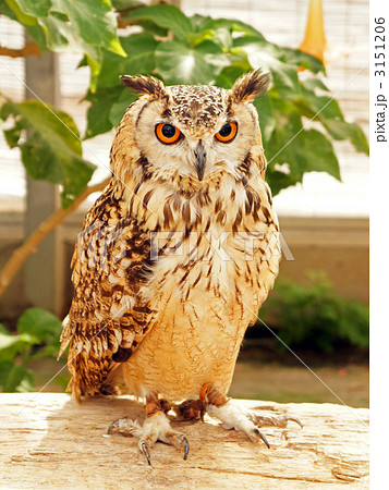 ベンガルワシミミズク ベンガルワシミミズク 3151206