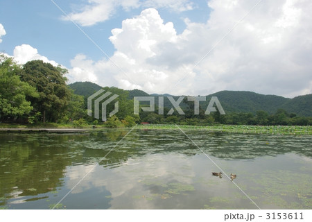 夏の大沢池 3153611