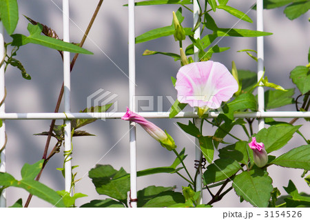 ヒルガオ ヒルガオ 3154526