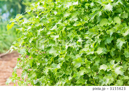 青じそ 3155623