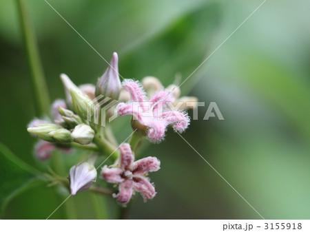 ガガイモの花 3155918