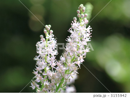 野生のツルボの花 3155942