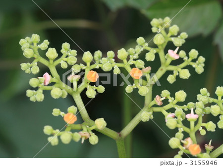 多数平面状に小花を咲かせるヤブガラシの花 3155946