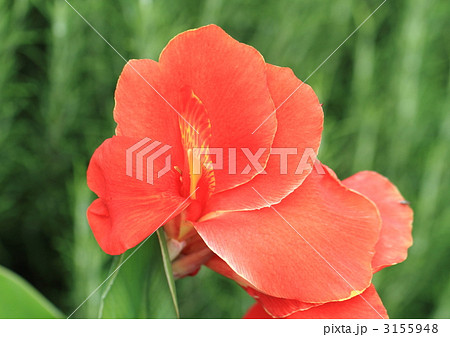 赤いカンナの花のアップ 赤いカンナの花のアップ 3155948