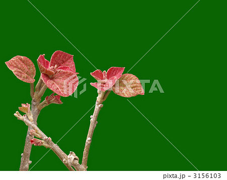 イタドリの新芽 3156103