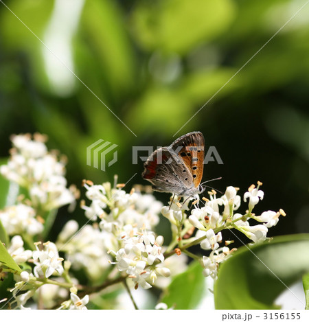 ネズミモチとベニシジミ 3156155