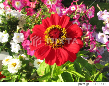 オランダ菊 オランダ菊 3156346