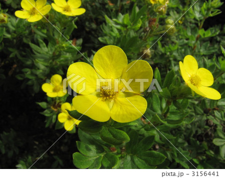 キンロバイ 3156441