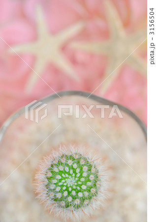 サボテン サボテン 3156504