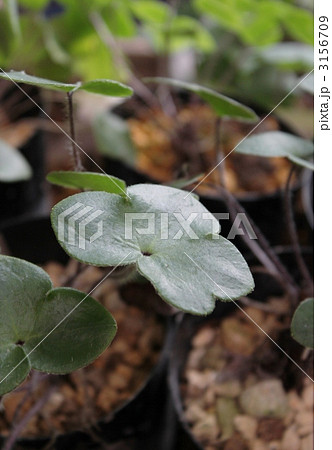 雪割草の苗 雪割草の苗 3156709