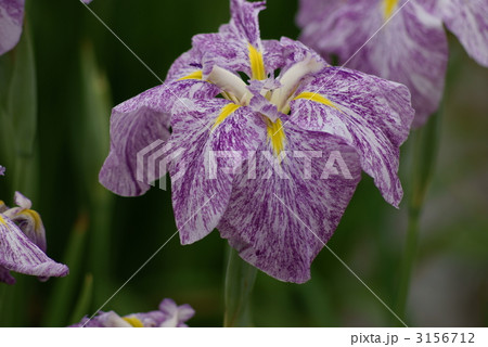 花菖蒲　萩の下露 3156712