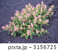 富士山の高山植物オンタデ 3156725