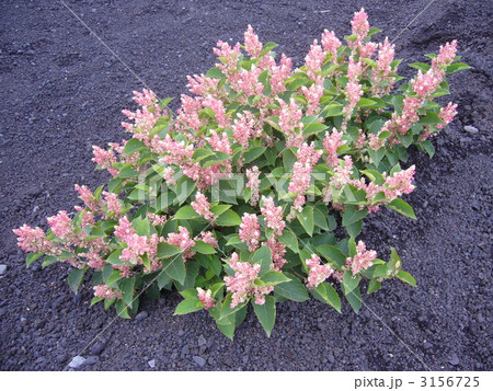 富士山の高山植物オンタデ 3156725