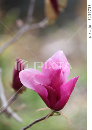 モクレンの花 3156758